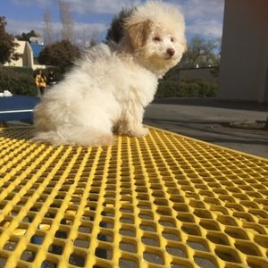 Meet your Posher, Samantha